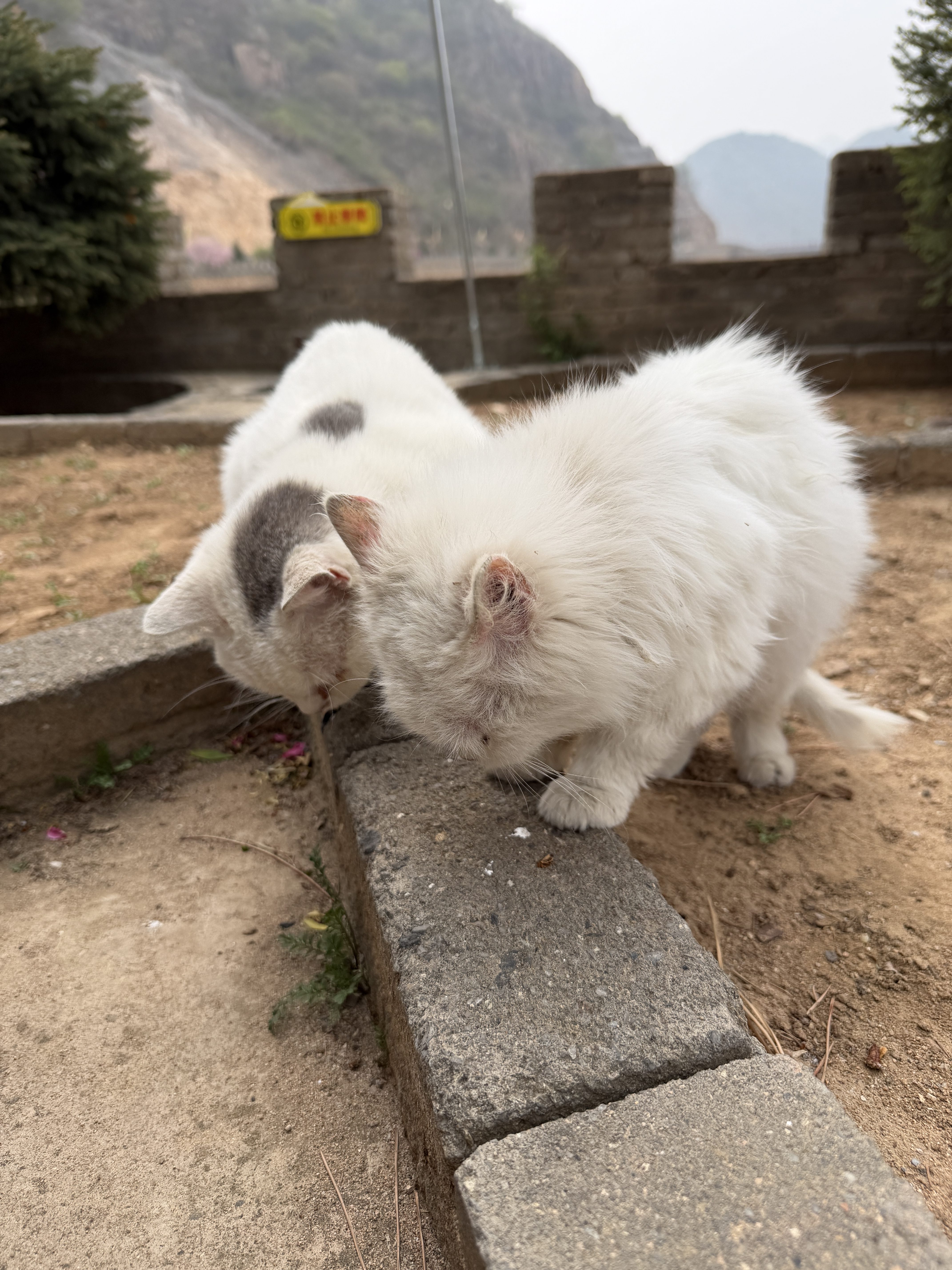 秦皇岛 - 太清宫和法华寺 - 第2张图片