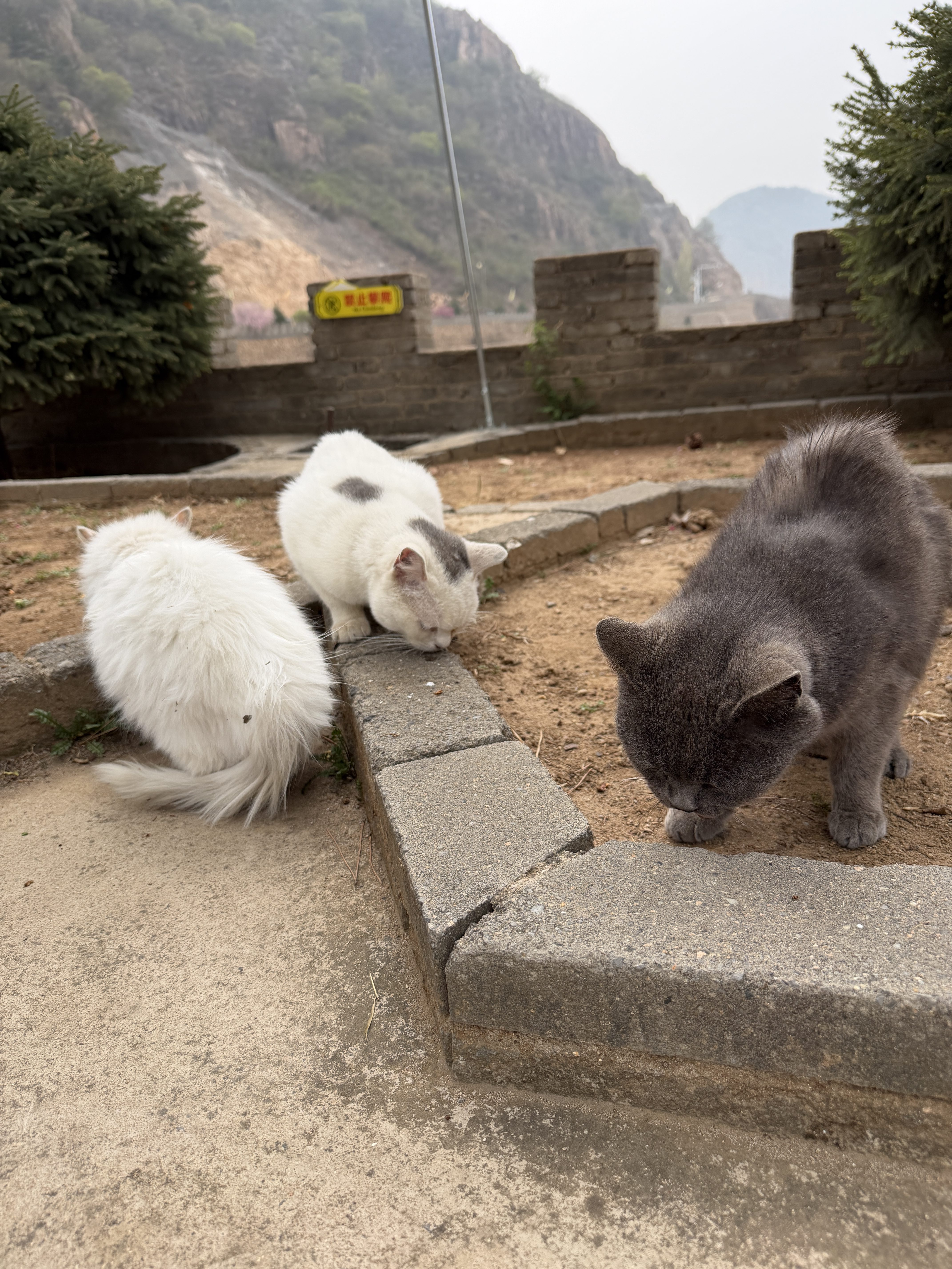 秦皇岛 - 太清宫和法华寺 - 第3张图片