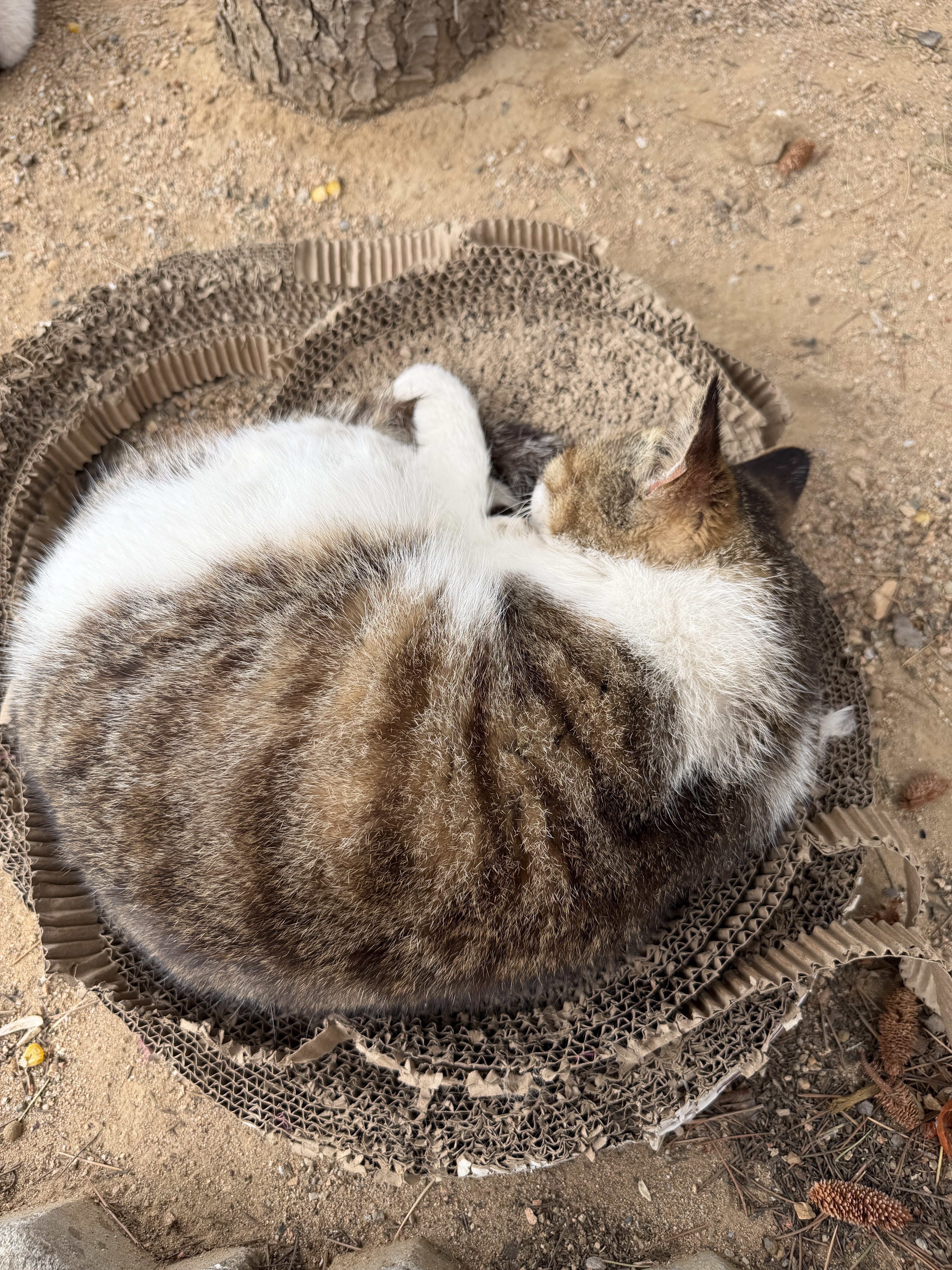 秦皇岛 - 太清宫和法华寺 - 第4张图片