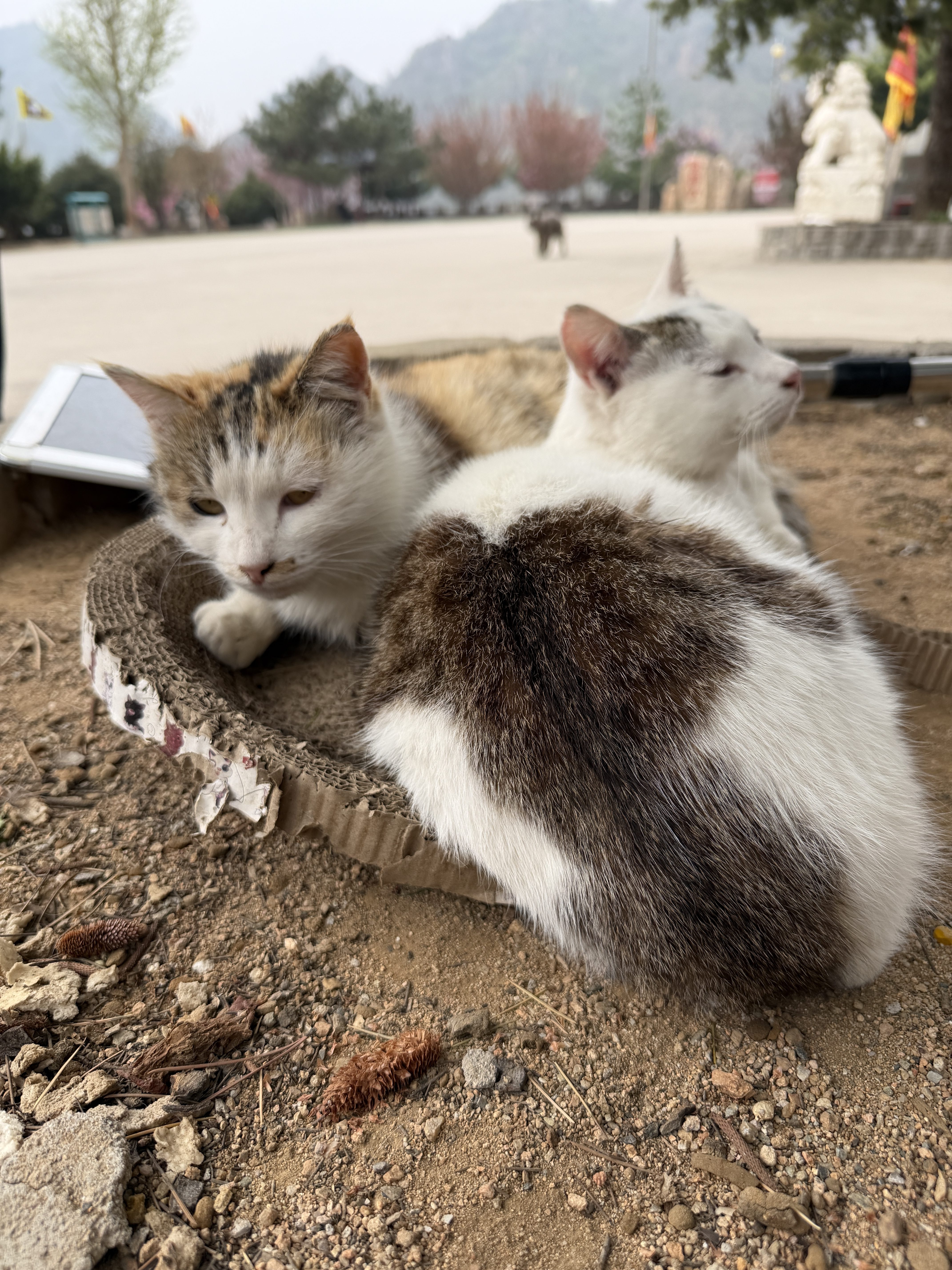 秦皇岛 - 太清宫和法华寺 - 第5张图片