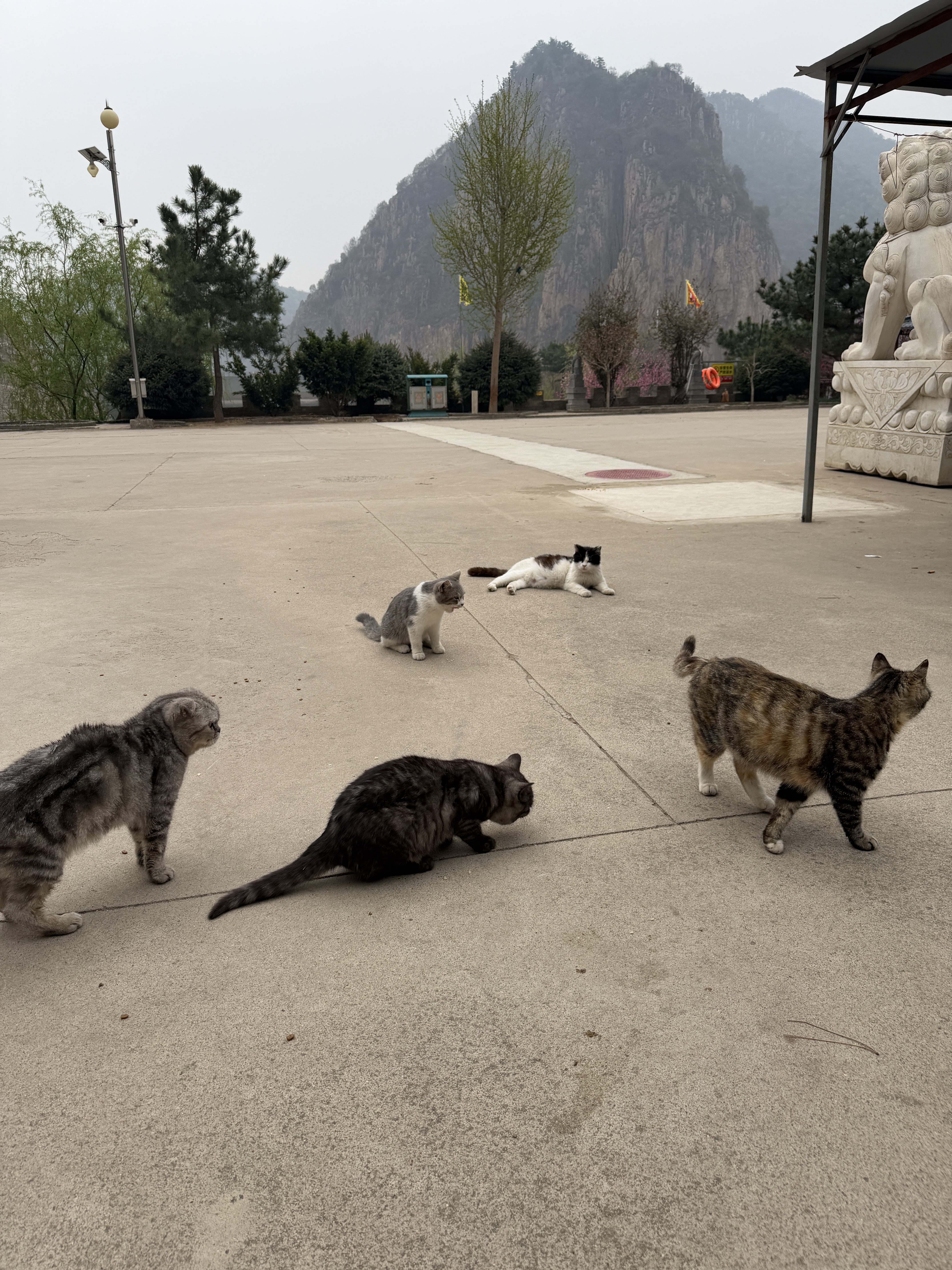 秦皇岛 - 太清宫和法华寺 - 第6张图片
