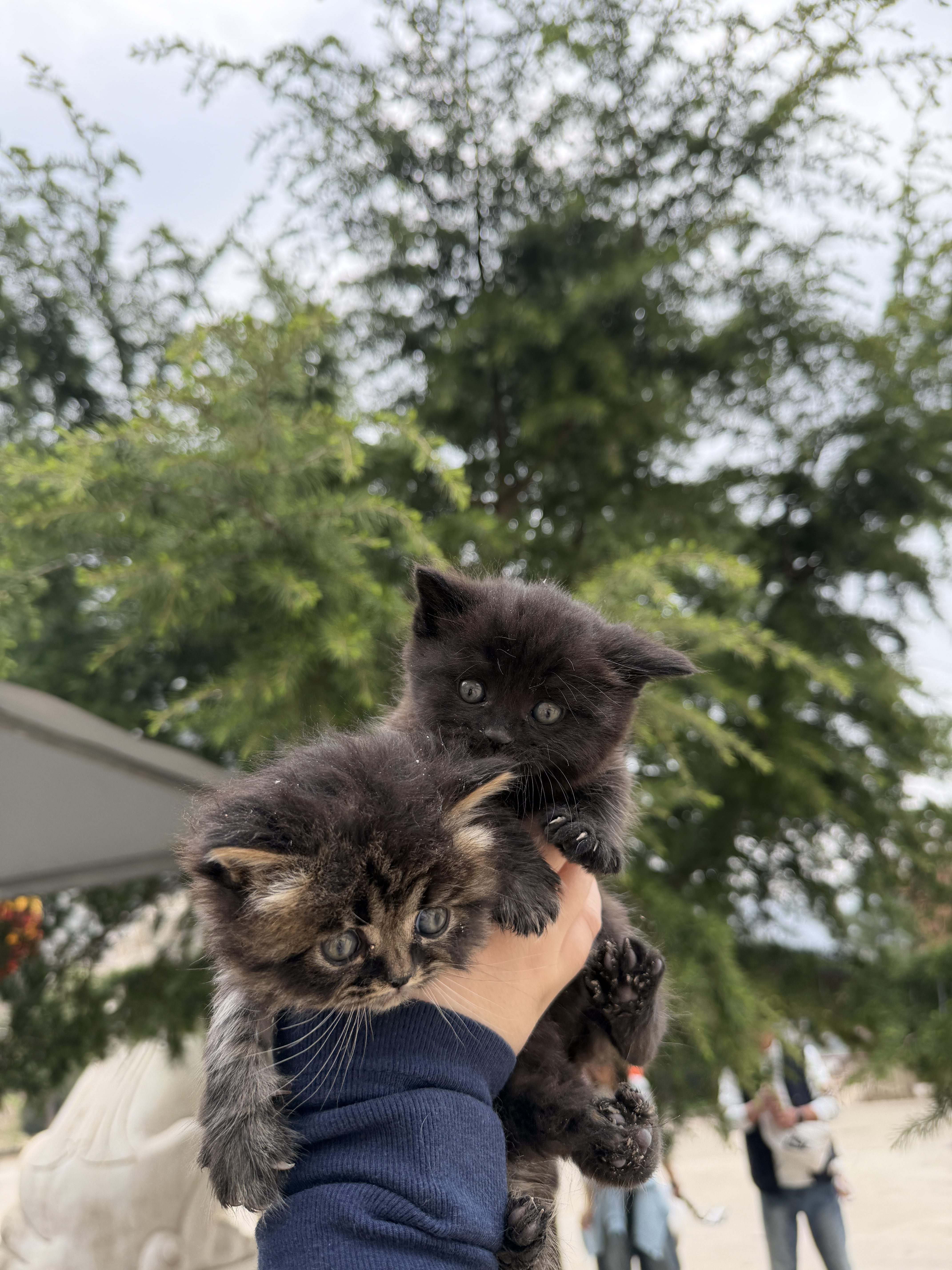 秦皇岛 - 太清宫和法华寺 - 第8张图片