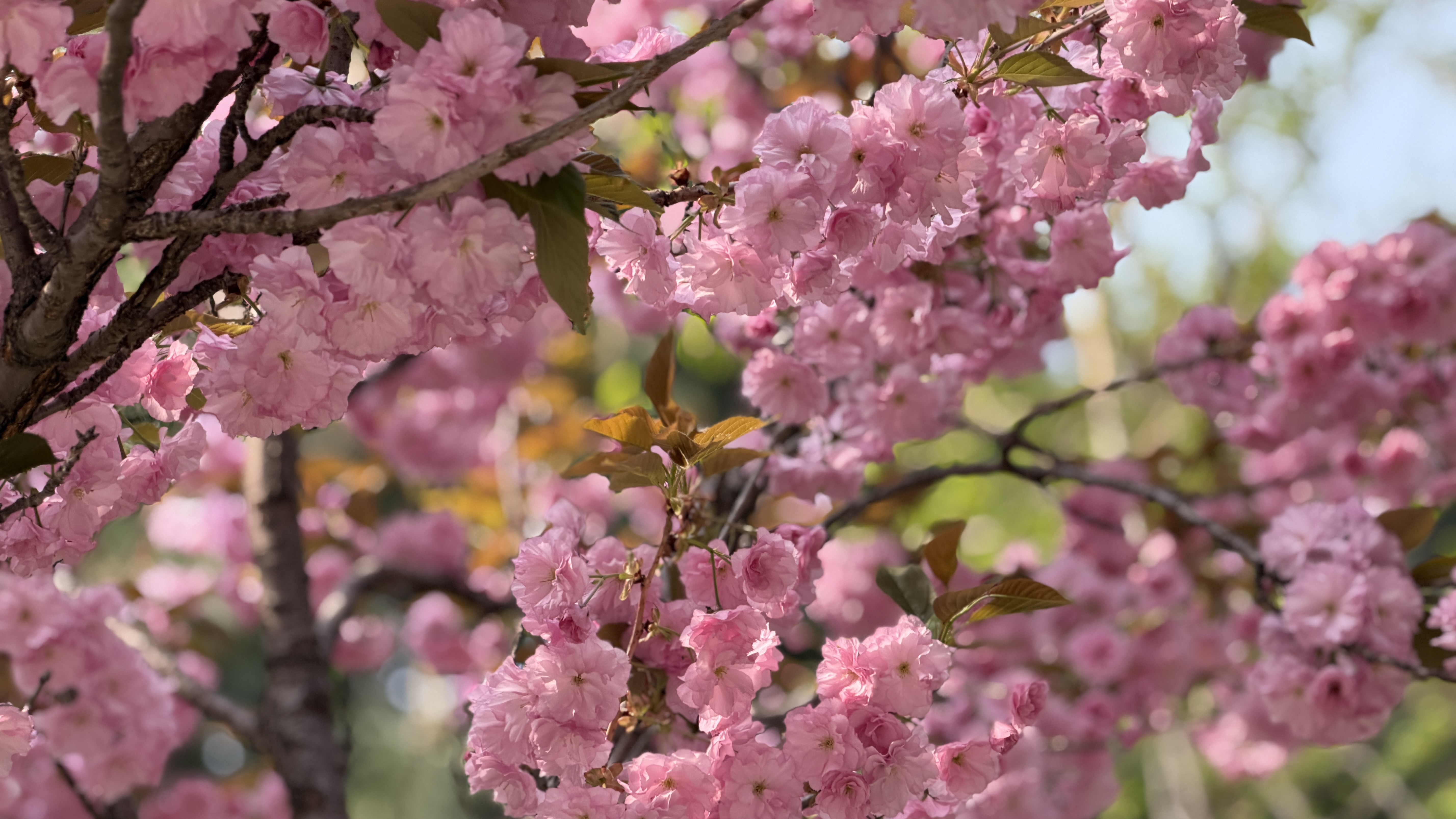 秦皇岛 - 太清宫和法华寺 - 第17张图片